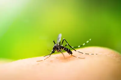 Mosquitoes