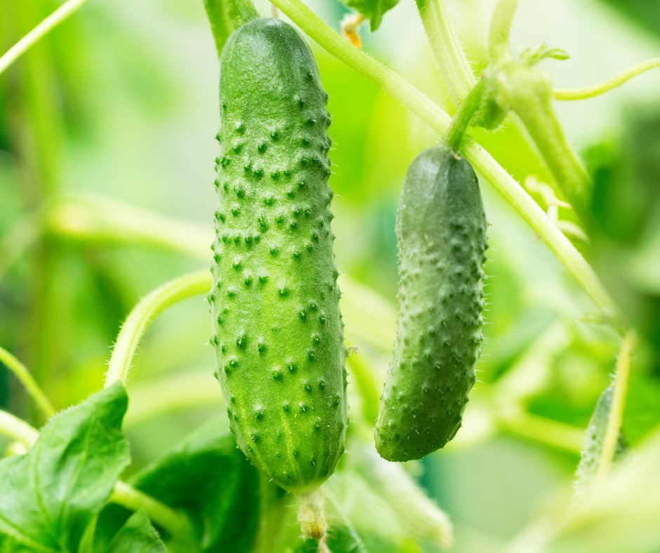 Cucumber Gherkin Pickling Garden Seeds Yates Australia