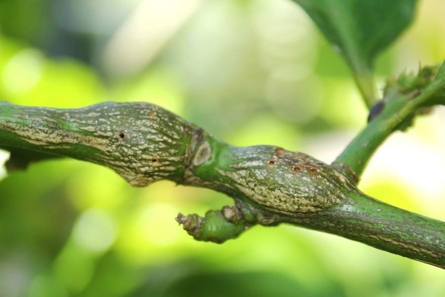 Citrus Gall Wasp