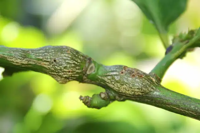 Galls caused by Citrus Gall Wasp on Citrus tree