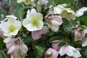 Hellebore ‘Molly’s White’