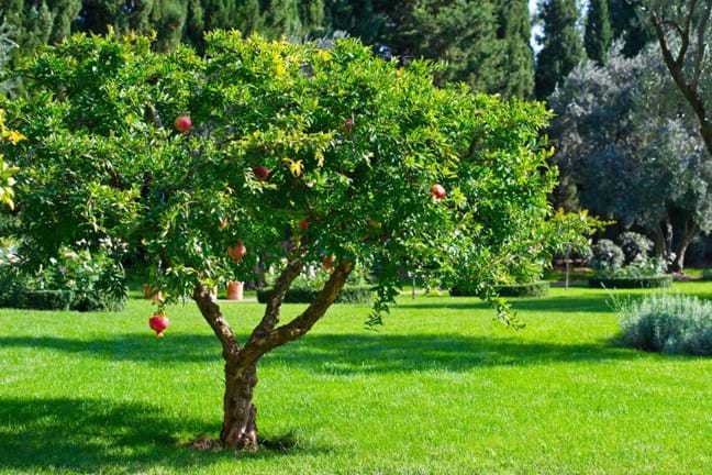 Pomegranate tree in a garden