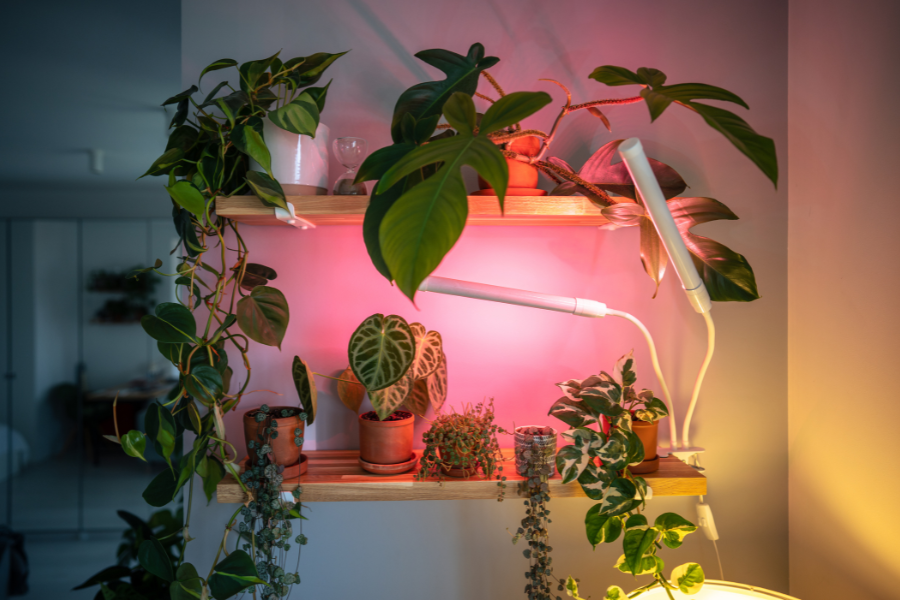Indoor Plants With Grow Light