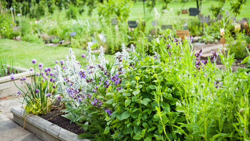 Herb Garden 800451Px LS