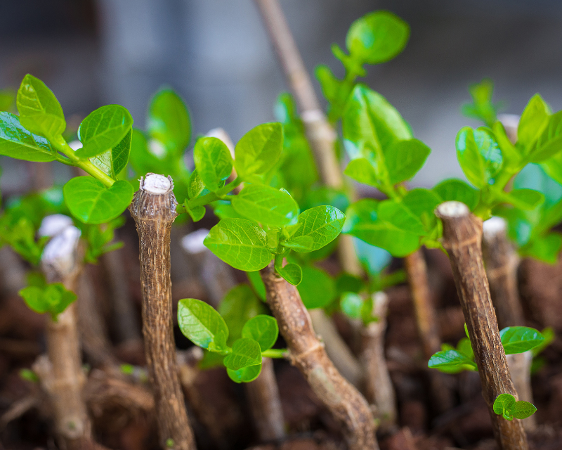 Growing New Plants From Hardwood Cuttings