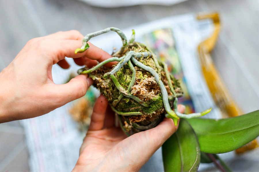 person teasing away sphagnum moss from moth orchid (phalaenopsis) repotting