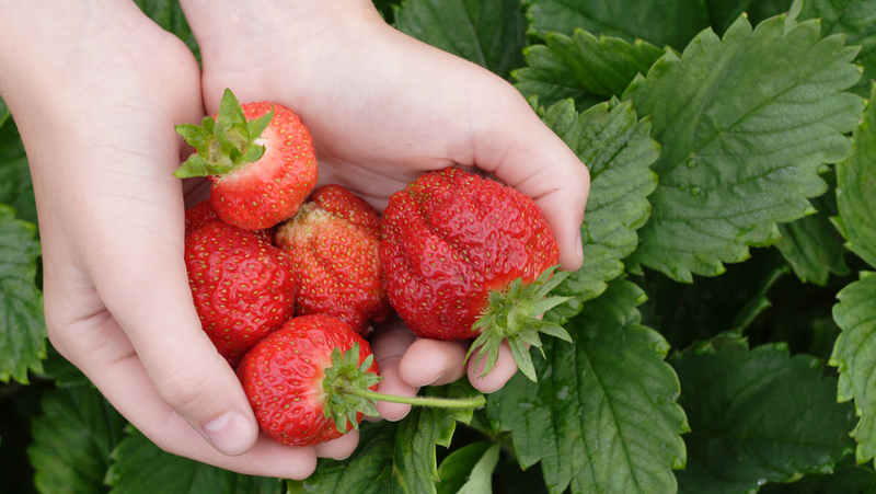 Holding Strawberries Image