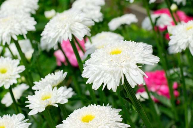 White Asters growing in the garden