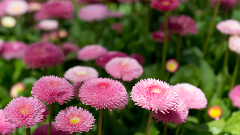 English Daisy Bellis Perennis