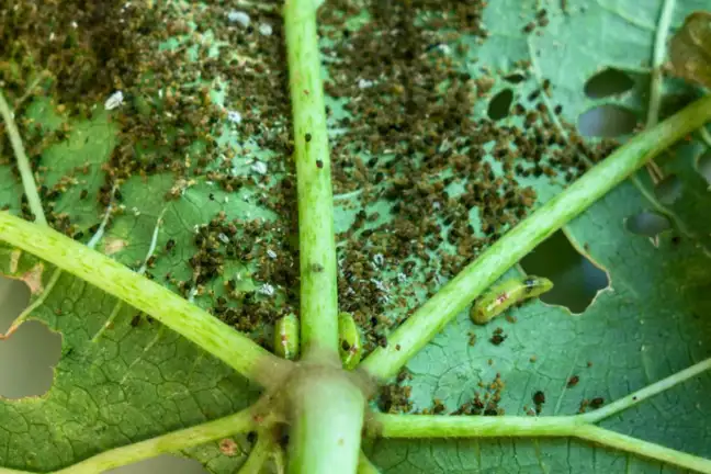 Aphids on the underside of an Okra leaf