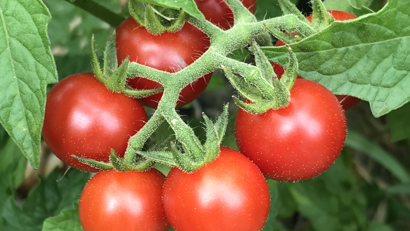 Spring Tomato Image
