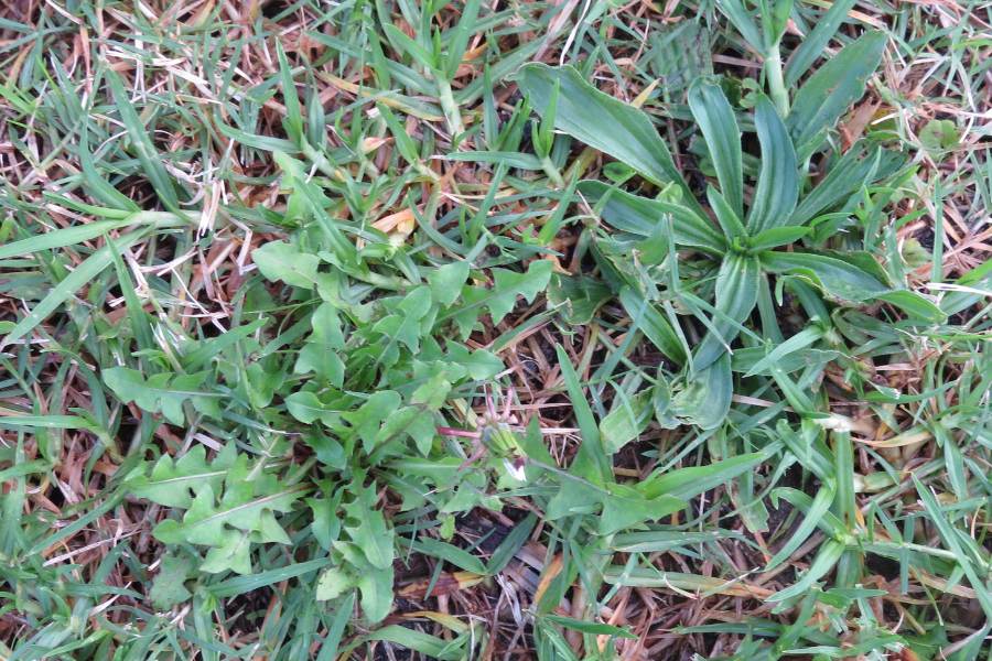 Autumn Lawn Weeds