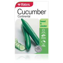 Cucumber Continental