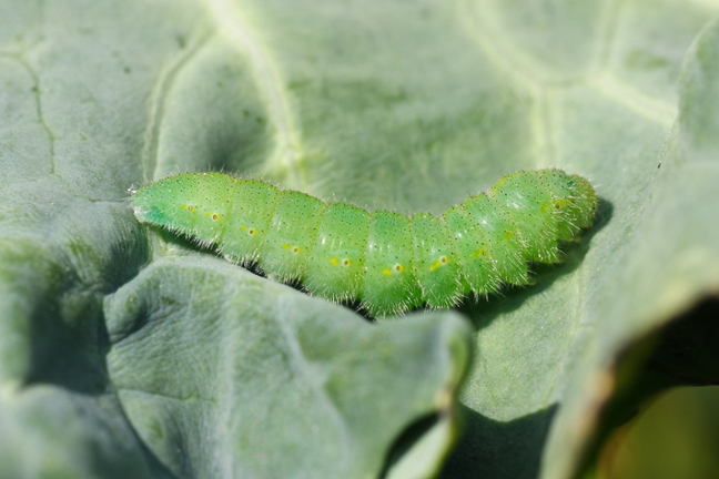 Cabbage White Butterfly larva: small and green caterpillar sitting on a brassica leaf
