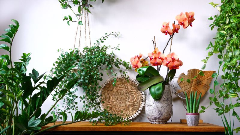 a timber table with a peach coloured flowering moth orchid, sansavieria cylindrica, zz plant, goldfish plant and ivy in hangers, with a rattan plate and timber leaf up against white-grey wall