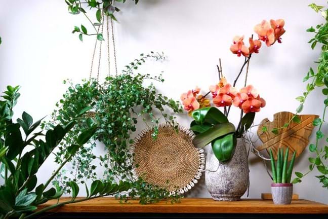 a timber table with a peach coloured flowering moth orchid, sansavieria cylindrica, zz plant, goldfish plant and ivy in hangers, with a rattan plate and timber leaf up against white-grey wall
