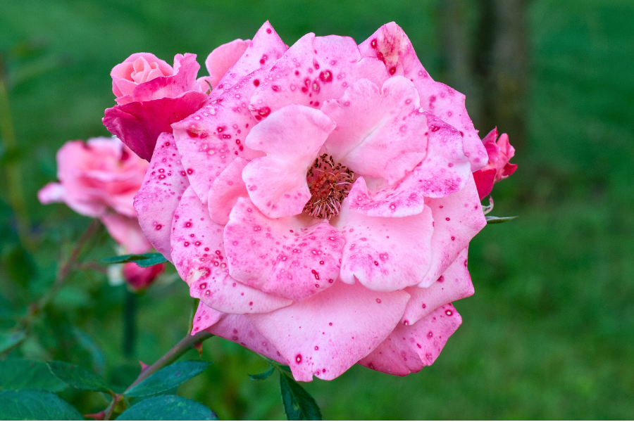 many pink spots on the petals of a prink rose sign of grey mould