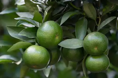 Summer Citrus Care