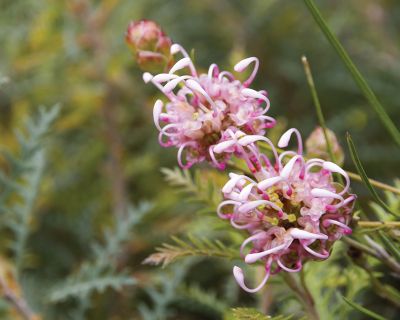 Grevillea