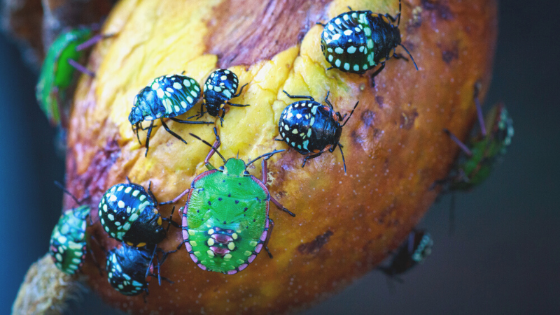 Green Vegetable Bug 800X451px LS