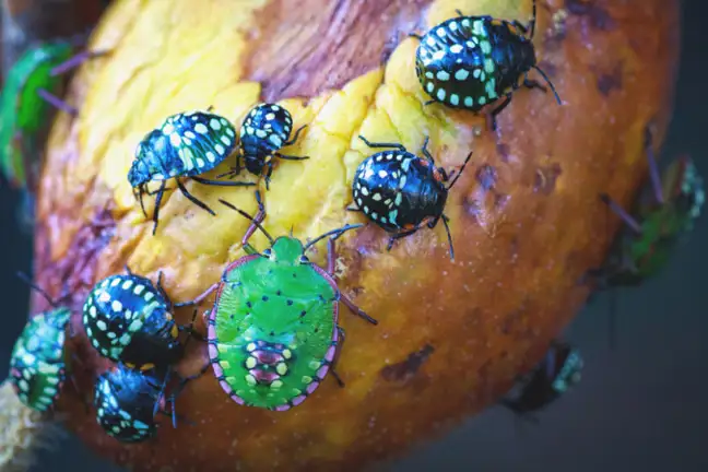 Green Vegetable Bug 800X451px LS