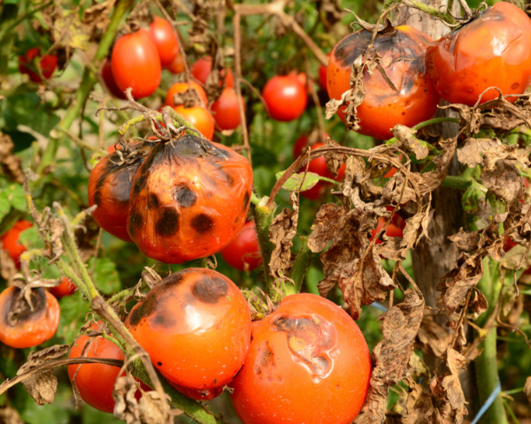 Disease Late Blight Tomatoes