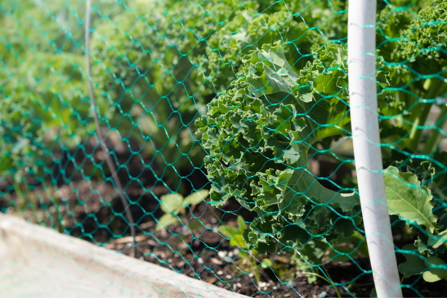 fine grade netting over the top of a garden bed full of growing ale