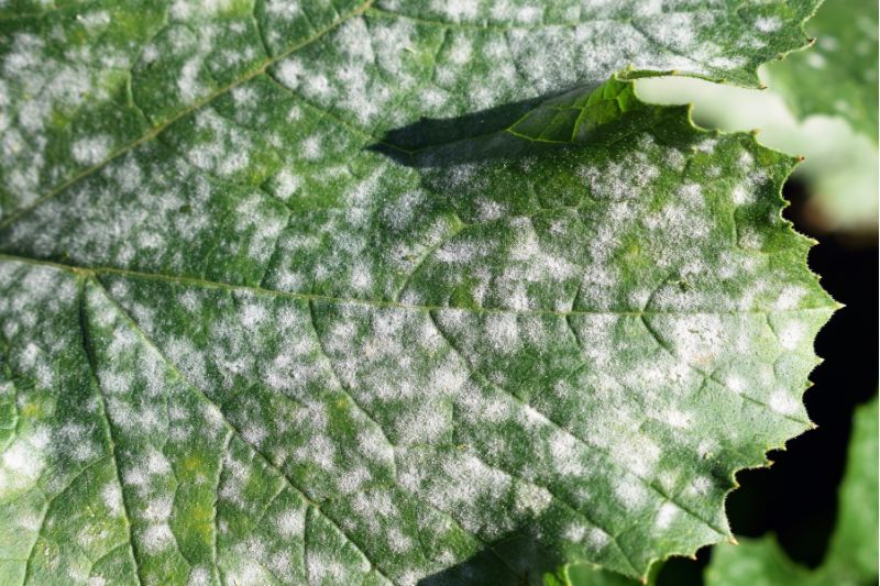 White powdery spots on a leaf