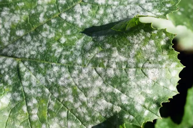 White powdery spots on a leaf