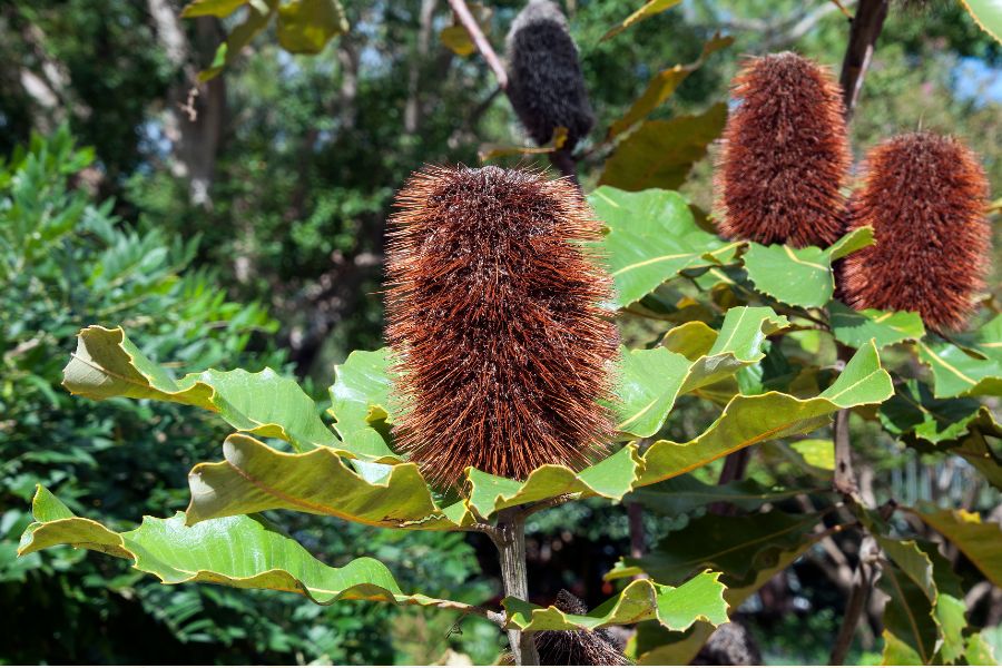 Close up of the persistent dried flowers of Swamp Banksia