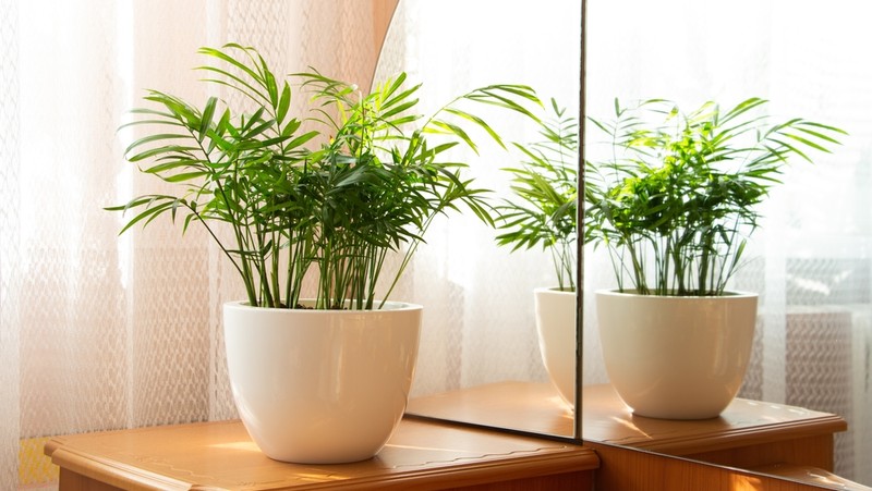 Parlour Palm (Chamaedorea elegans) in a white pot, sitting on a light timber table in front of a mirror, next to a window with light filtering through cutrains
