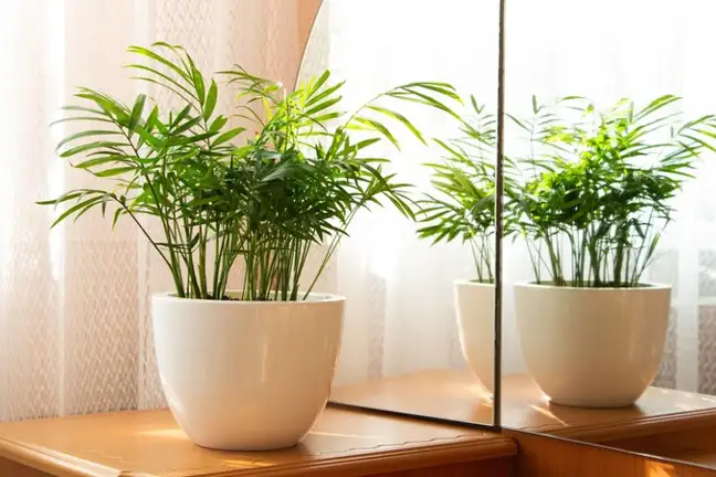 Parlour Palm (Chamaedorea elegans) in a white pot, sitting on a light timber table in front of a mirror, next to a window with light filtering through cutrains
