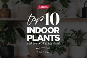 Top 10 Indoor Plants And How Not To Kill Them