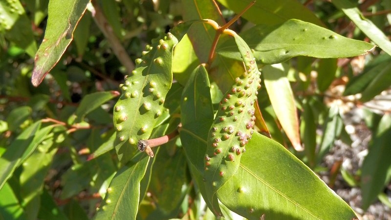 Psyllid Damage Waterhousia Floribunda 800X451px Credit Elise Dando