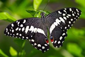 Citrus swallowtail butterfly