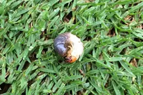 Image of Argentinian Scarab Larvae courtesy of Syngenta