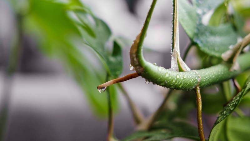 Adventitious Aerial Root