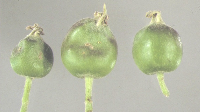 Image above: Damage to apple fruitlets caused by Apple Dimpling Bug feeding. (Image courtesy of © State of Western Australia
