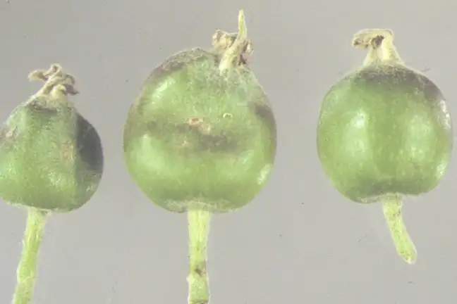 Image above: Damage to apple fruitlets caused by Apple Dimpling Bug feeding. (Image courtesy of © State of Western Australia