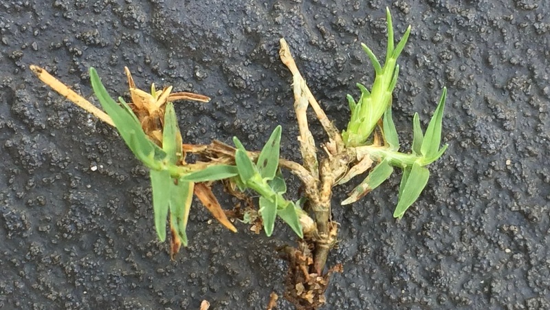 Couch Mite Credit David Scaife 800X451px LS