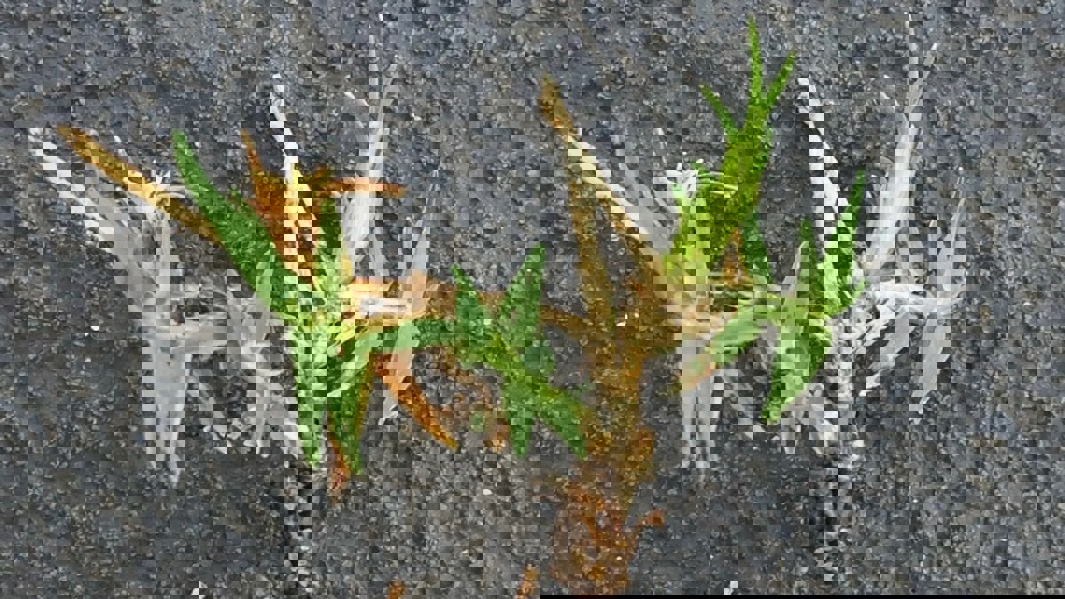 What are Couch Mites & How to Control Them in Your Lawn Yates