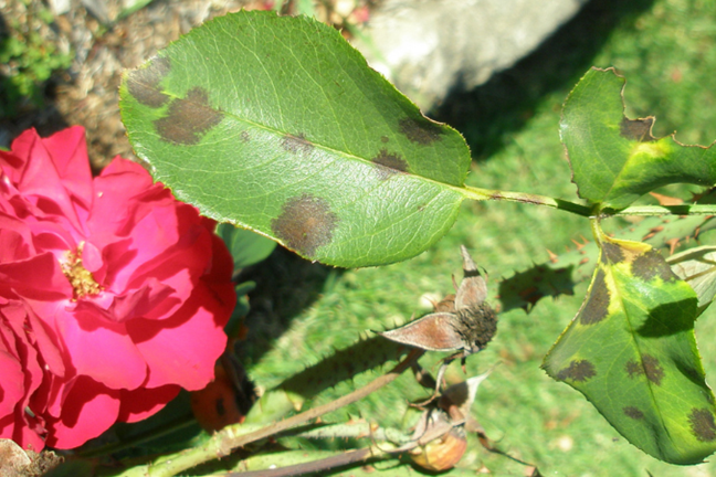 many round black spots on the leaves of a roses - sign of rose black spot