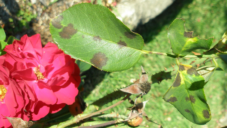 How to Get Rid of Common Rose Pests & Diseases | Yates Australia