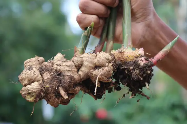 Hand holding up freshly harvested Ginger