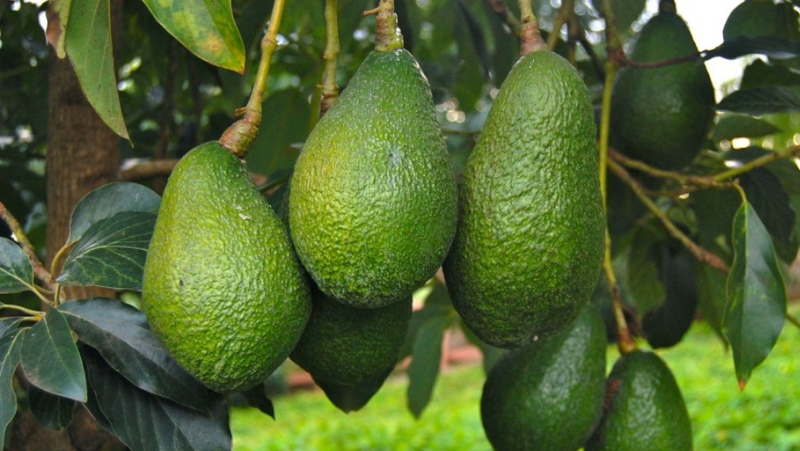 3 avocados hanging from a tree