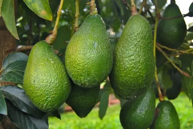 3 avocados hanging from a tree