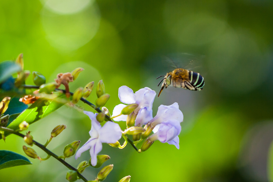 Blue Banded Bee in flight about to land on a purple duranta flower