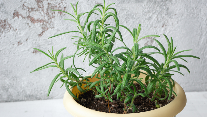 young potted rosemary plant in a yellow pot with a lime washed brick wall as background
