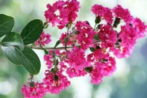 How to Grow Crepe Myrtle