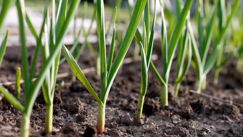 young garlic plants growing in rows in a garden bed